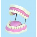 Dentier de démonstration en plastique