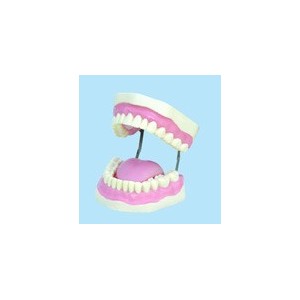 Plastic Display Teeth