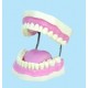 Dentier de démonstration en plastique