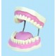 Dentiera in plastica per pubblicità